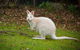 Parnella Adventure Bay, Bruny Island - thumb 20