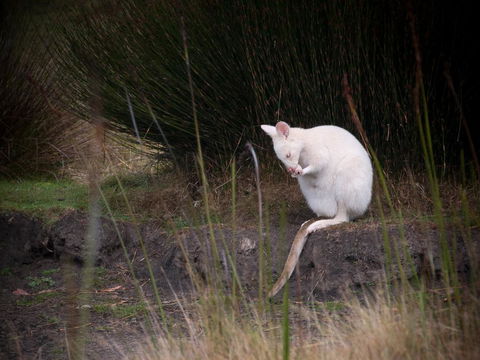 Parnella Adventure Bay, Bruny Island - Tourism Townsville 18