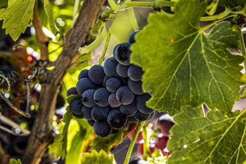 CASALE COTTAGE Barossa Valley - Tourism Townsville 4