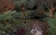 Green Forrest Cottage - thumb 1