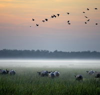 Bamurru Plains - Tourism Townsville