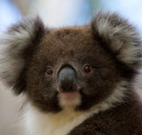 Bimbi Park - Camping Under Koalas - Tourism Townsville