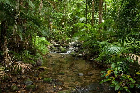 Cairns Reef And Rainforest Combo: Daintree Rainforest And The Great Barrier Reef - Tourism Townsville 1