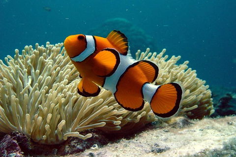 Cairns Reef And Rainforest Combo: Daintree Rainforest And The Great Barrier Reef - Tourism Townsville 2