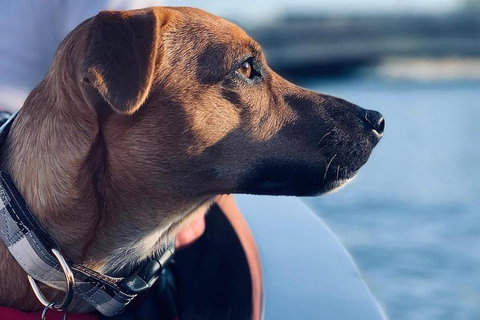 1.5-Hour Boat Rental In Melbourne - Tourism Townsville 0