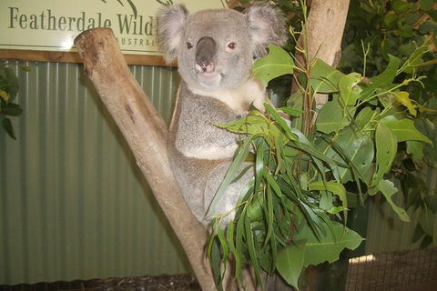 Full-Day Private Blue Mountains Tour With River Cruise - Tourism Townsville 2