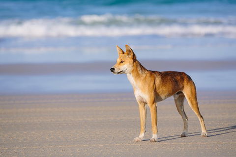Fraser Island 4WD Tour From Rainbow Beach - Tourism Townsville 2