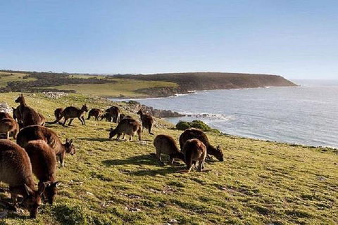 Kangaroo Island Personal Group Tours - Tourism Townsville 0