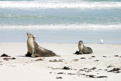 Kangaroo Island Personal Group Tours - Tourism Townsville 3
