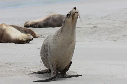 Kangaroo Island Personal Group Tours - Tourism Townsville 4