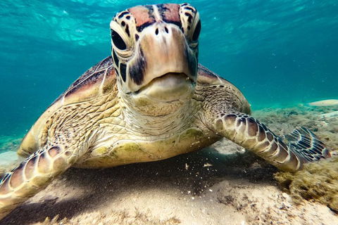 Sail, Snorkel, SUP & Kayak Charter Whitsundays - Tourism Townsville 0