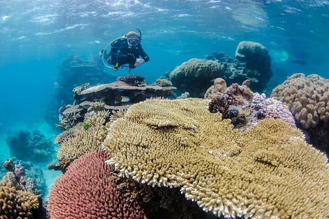 Silverswift Outer Great Barrier Reef Dive And Snorkel Cruise From Cairns - Tourism Townsville 5