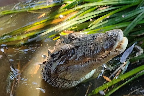Litchfield Park Adventures And Jumping Crocodile Cruise + Butterfly Farm - Tourism Townsville 4