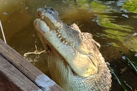 Litchfield Park Adventures And Jumping Crocodile Cruise + Butterfly Farm - Tourism Townsville 5