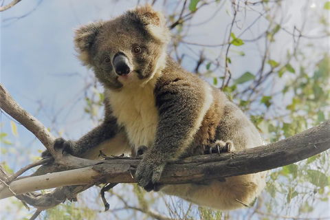 Kangaroo Island Scenic Trail Tour - Tourism Townsville 2