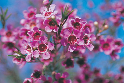 Best Of Perth Wildflower Season Day Trip - Tourism Townsville 1