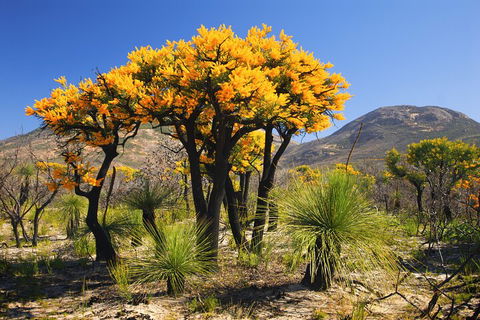 Best Of Perth Wildflower Season Day Trip - Tourism Townsville 3