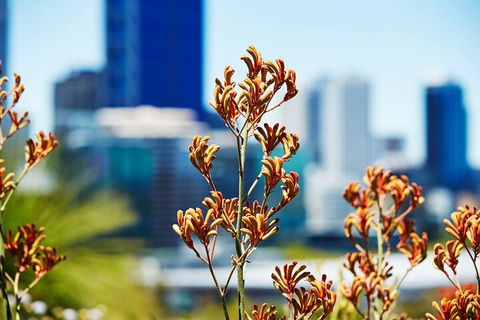 Best Of Perth Wildflower Season Day Trip - Tourism Townsville 4