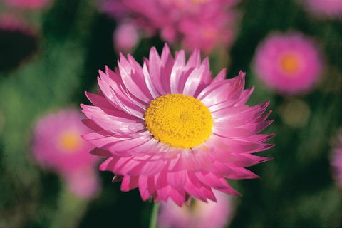 Best Of Perth Wildflower Season Day Trip - Tourism Townsville 5
