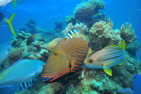 Fly To Green Island - Cruise Return - Tourism Townsville 1