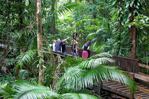 Full Day Daintree Rainforest And Mossman Gorge Tour - Tourism Townsville 1
