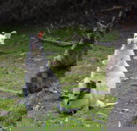 Full-Day Guided Bruny Island Tour from Hobart - Tourism Townsville