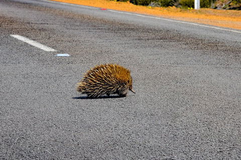 Kangaroo Island Luxury Small Group 'Flinders Chase Focus' Full Day Tour - Tourism Townsville 3