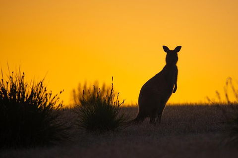 Kangaroo Island Luxury Small Group 'Flinders Chase Focus' Full Day Tour - Tourism Townsville 5