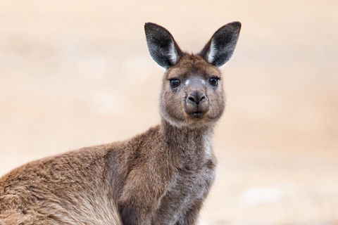 Kangaroo Island Luxury Small Group 'East End Explorer' Full Day Tour - Tourism Townsville 1