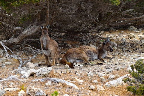 Kangaroo Island Luxury Small Group 'East End Explorer' Full Day Tour - Tourism Townsville 4