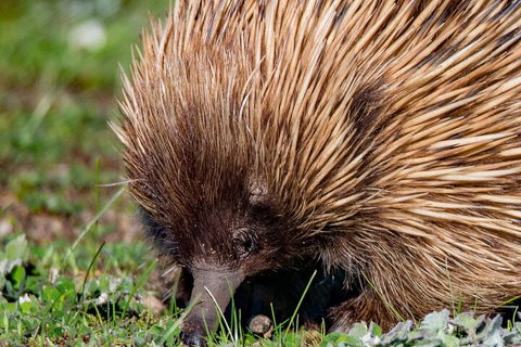 Kangaroo Island Luxury Small Group 'East End Explorer' Full Day Tour - Tourism Townsville 5
