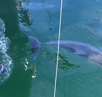 Dolphin Cruise from Adelaide with Optional Dolphin Swim - Tourism Townsville