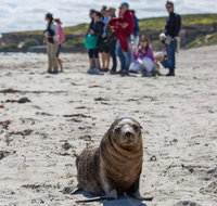 Kangaroo Island in a Day Tour from Adelaide - Tourism Townsville
