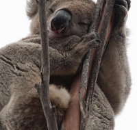 2-Day Kangaroo Island 4WD Small-Group Tour from Adelaide - Tourism Townsville