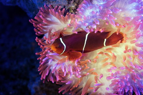 Cairns Aquarium By Twilight With 3-Course Dinner - Tourism Townsville 0