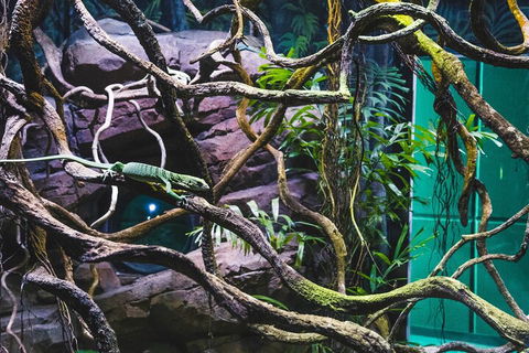 Cairns Aquarium By Twilight With 3-Course Dinner - Tourism Townsville 2