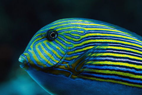 Cairns Aquarium By Twilight With 3-Course Dinner - Tourism Townsville 5