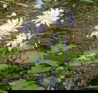 Yellow Water Cruise - Kakadu - Tourism Townsville