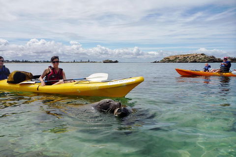 Seal Island And Penguin Island Or Point Peron Sea Kayak Tour - Tourism Townsville 0