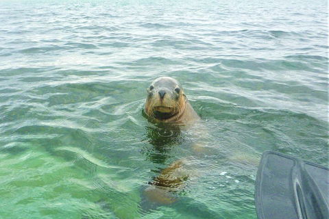 Seal Island And Penguin Island Or Point Peron Sea Kayak Tour - Tourism Townsville 1