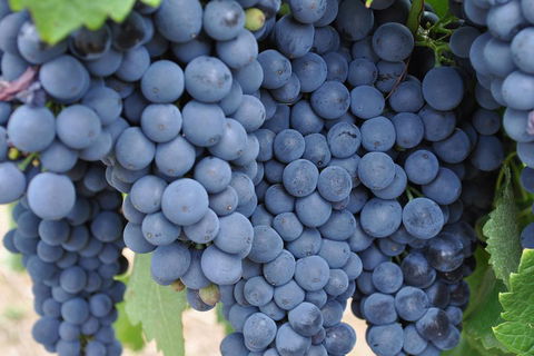 Barossa Valley Cellar Doors Luxury Wine Tour - Tourism Townsville 4