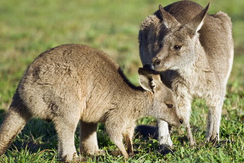 LGBT+ Friendly Full Day Phillip Island Private Tour - Tourism Townsville 3