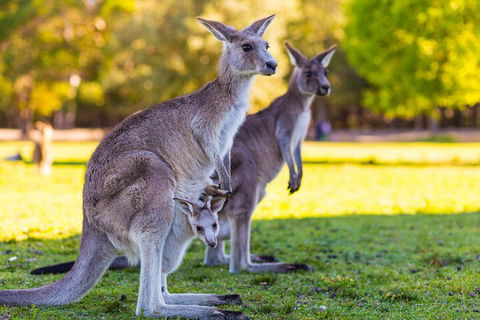 LGBT+ Friendly Full Day Phillip Island Private Tour - Tourism Townsville 4