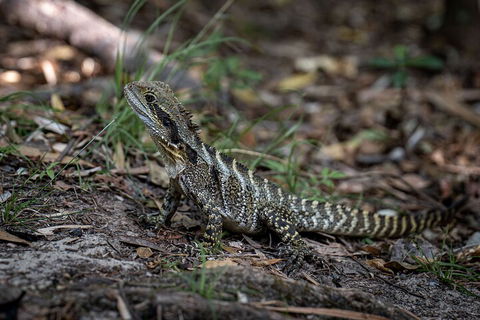 Cape Byron Aboriginal Tour - Tourism Townsville 3
