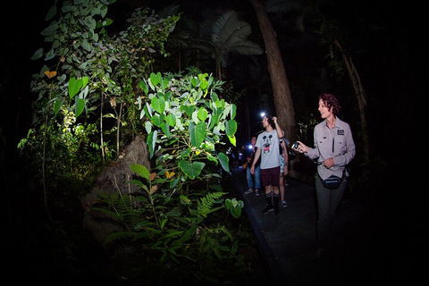 Let's Go Buggin & Let's Go Shroomin - Photography & Nature Walking Tours - Tourism Townsville 4