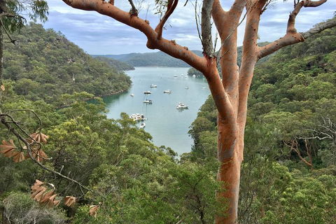 Shore Excursion: Sydney's Northern Beaches & Ku-ring-gai National Park Bus Tour - Tourism Townsville 1