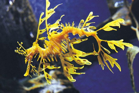 SEA LIFE Melbourne Aquarium Admission Ticket - Tourism Townsville 0