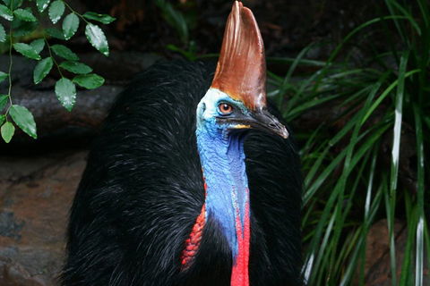 Cape Tribulation, Daintree Rainforest And Wildlife Tour - Tourism Townsville 5