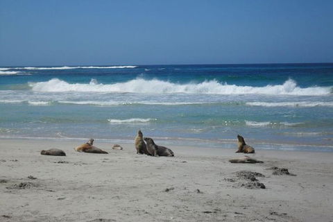 Kangaroo Island In A Day Tour From Adelaide - Tourism Townsville 1