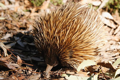 Kangaroo Island In A Day Tour From Adelaide - Tourism Townsville 2